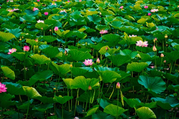 Lago Lotus, el lago más grande completamente decorado con lotos . — Foto de Stock