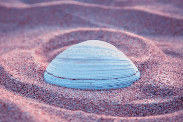 Coquille brillante sur le sable, gros plan . — Photo
