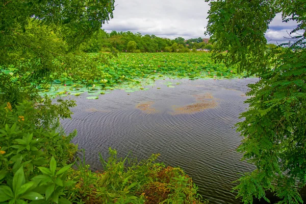 Lago Lotus, el lago más grande completamente decorado con lotos . — Foto de Stock