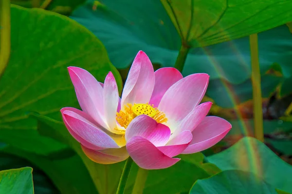 Большие цветы лотоса. ярко-розовые почки цветка лотоса, плавающие в озере . — стоковое фото
