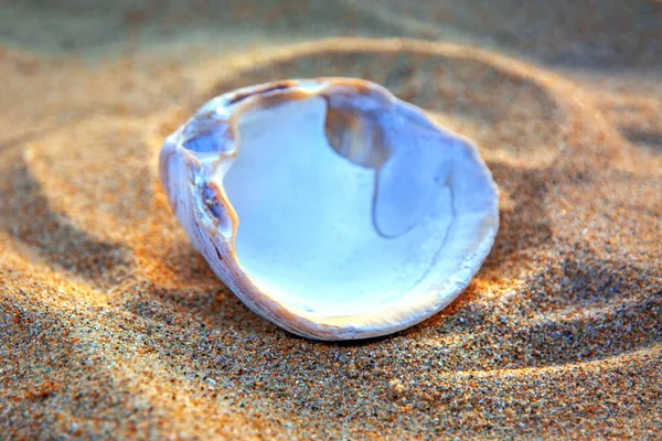 Coquille brillante sur le sable, gros plan . — Photo