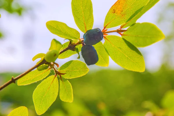 bir çalı tüm yeşil yaprakları olgun, koyu mavi Hanımeli yetişen. 