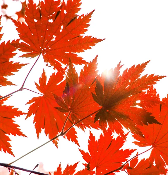 Feuilles de coin rouge vif au soleil , — Photo