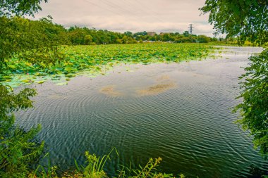 Lotus Gölü, tamamen nilüferler ile dekore edilmiş en büyük Gölü.