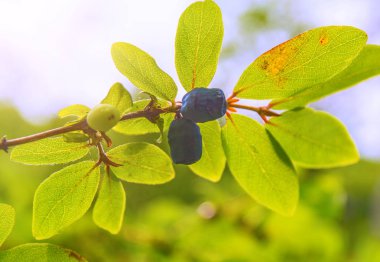 bir çalı tüm yeşil yaprakları olgun, koyu mavi Hanımeli yetişen. 