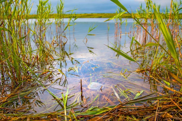 Lago claro con plantas verdes en el lago se pueden ver hermosas conchas . — Foto de Stock