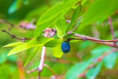 bir çalı tüm yeşil yaprakları olgun, koyu mavi Hanımeli yetişen. 