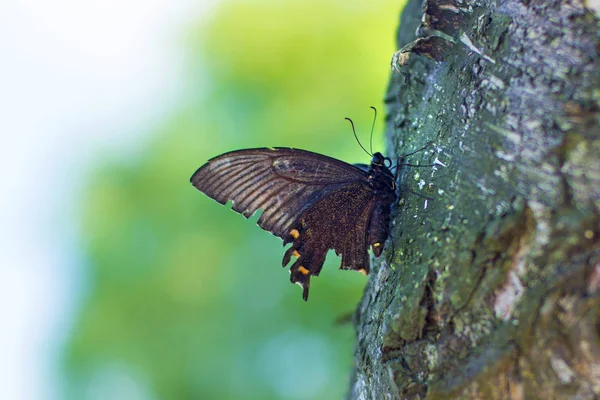 Um grande rabo de andorinha está sentado na árvore. Borboleta nas plantas . — Fotografia de Stock