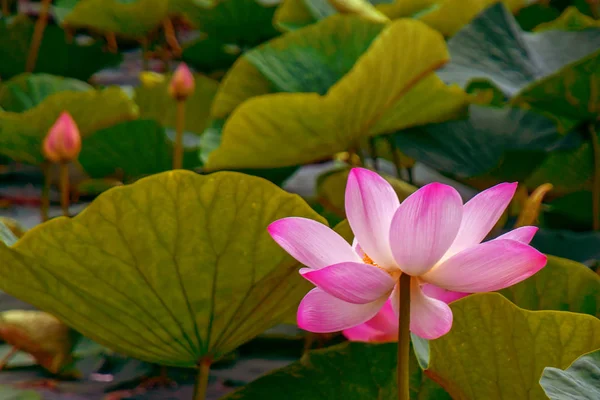 Grandes flores de lótus. botões rosa brilhante de flor de lótus flutuando no lago . — Fotografia de Stock