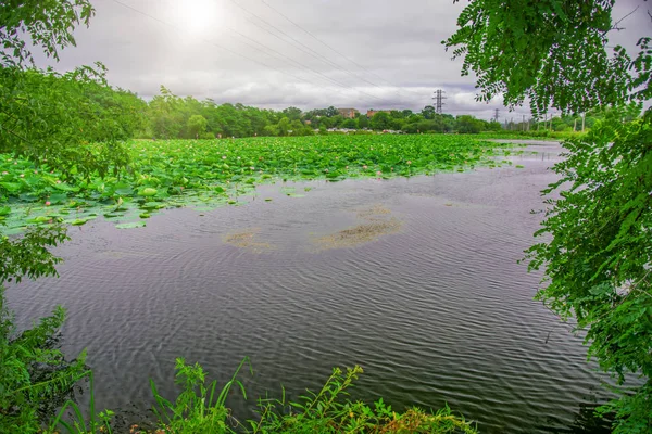 Lago Lotus, el lago más grande completamente decorado con lotos . — Foto de Stock