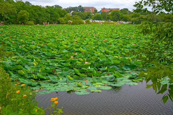 Lago Lotus, el lago más grande completamente decorado con lotos . — Foto de Stock