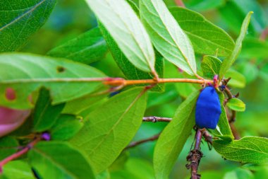 bir çalı tüm yeşil yaprakları olgun, koyu mavi Hanımeli yetişen. 