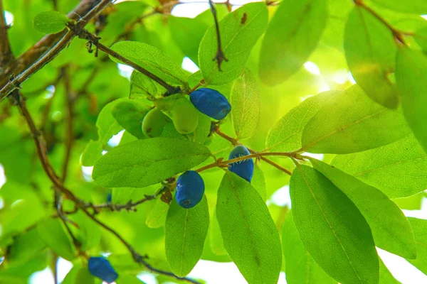 bir çalı tüm yeşil yaprakları olgun, koyu mavi Hanımeli yetişen. 