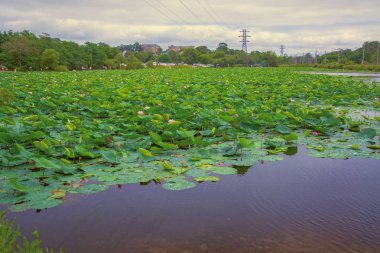 Lotus Gölü, tamamen nilüferler ile dekore edilmiş en büyük Gölü.