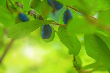 bir çalı tüm yeşil yaprakları olgun, koyu mavi Hanımeli yetişen. 