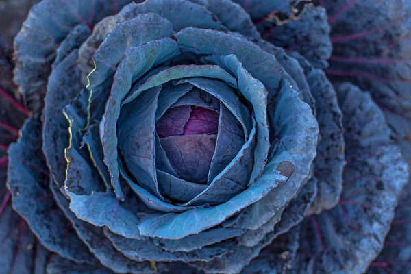 big black head of cabbage in the garden grows.