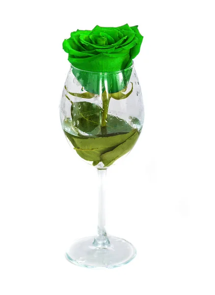 Uma rosa em um copo em um fundo branco , — Fotografia de Stock