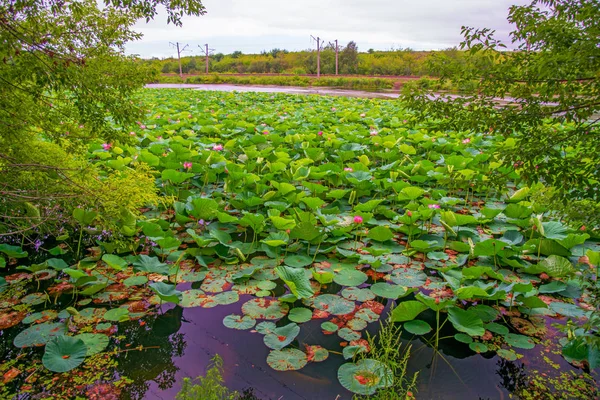 Lago Lotus, el lago más grande completamente decorado con lotos . — Foto de Stock