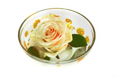 beyaz zemin üzerinde bir cam bir gül, 