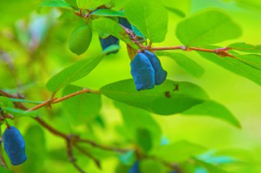 bir çalı tüm yeşil yaprakları olgun, koyu mavi Hanımeli yetişen. 