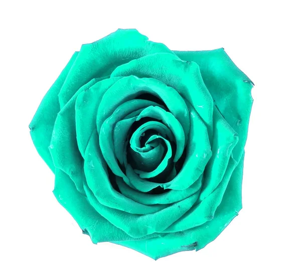 Uma rosa sobre um fundo branco, sem folhas . — Fotografia de Stock