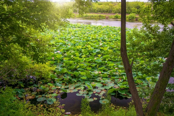 Lago Lotus, el lago más grande completamente decorado con lotos . — Foto de Stock