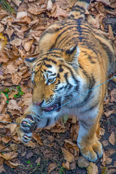 Μεγάλη Σιβηρική τίγρη, ένα όμορφο αρπακτικό δείχνει τα δόντια, παίζει και θέτει για την κάμερα. — Φωτογραφία Αρχείου