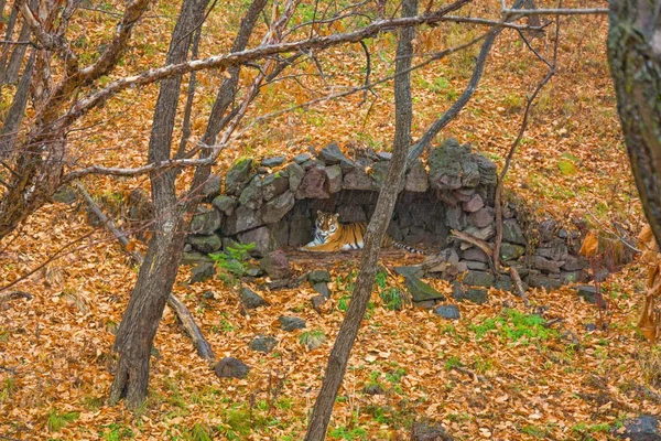 Amur tiger gömde sig under ett tak av regn. vacker stor katt i skogen. — Stockfoto