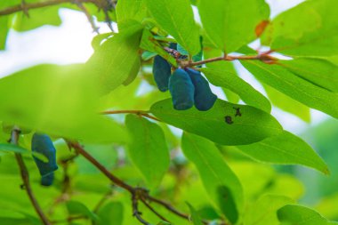 bir çalı tüm yeşil yaprakları olgun, koyu mavi Hanımeli yetişen. 