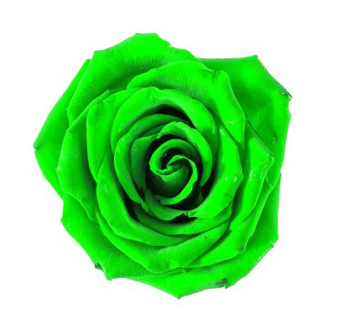 bir gül yaprakları olmadan beyaz bir arka plan üzerinde. 