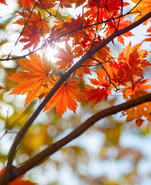 Herbstwald, alles Laub ist mit goldener Farbe in der Mitte der Forststraße bemalt. — Stockfoto