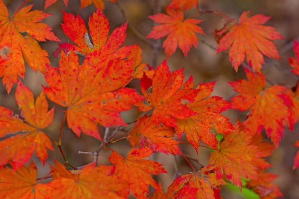 Herbstwald, alles Laub ist mit goldener Farbe in der Mitte der Forststraße bemalt. — Stockfoto