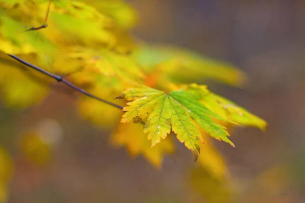 Floresta de outono, toda a folhagem é pintada com cor dourada no meio da estrada da floresta . — Fotografia de Stock