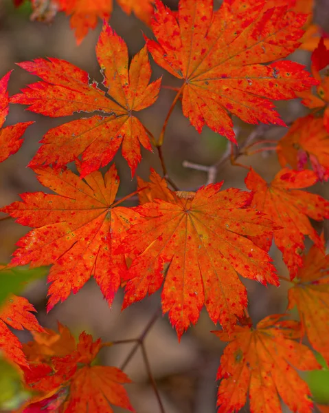 Forêt d'automne, tout le feuillage est peint avec une couleur dorée au milieu de la route forestière . — Photo