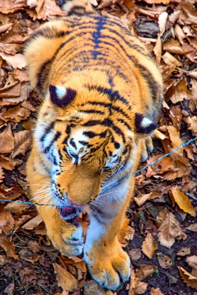 El gran tigre siberiano, un hermoso depredador muestra dientes, juega y posa para la cámara . — Foto de Stock