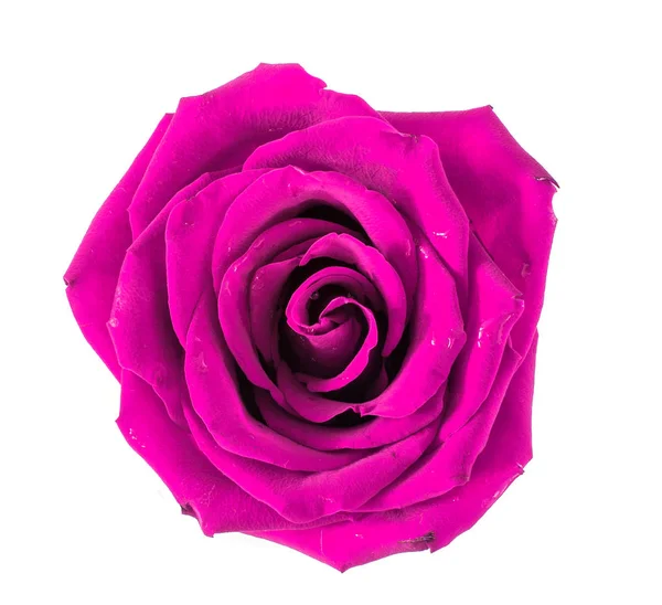 Uma rosa sobre um fundo branco, sem folhas . — Fotografia de Stock