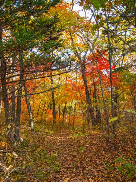 Bosque de otoño, todo el follaje está pintado con color dorado en el medio de la carretera forestal . —  Fotos de Stock