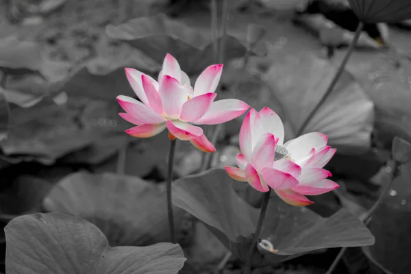 Large lotus flowers. bright pink buds of lotus flower floating in the lake. — Stock Photo, Image