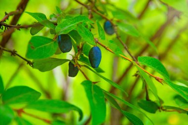 bir çalı tüm yeşil yaprakları olgun, koyu mavi Hanımeli yetişen. 