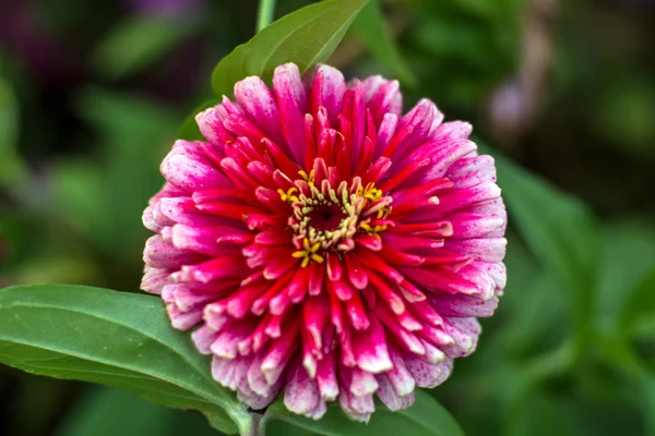 large pictures of flowers. beautiful flower in the garden.