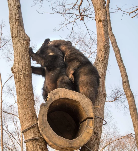 곰 새끼 재생 지점과 귀여운 입에 높이 올라가서 나무에서 서로. — 스톡 사진