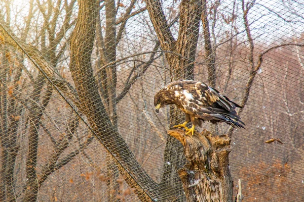 Águila de cola blanca, sentada en una rama y mirando directamente a la cámara . —  Fotos de Stock