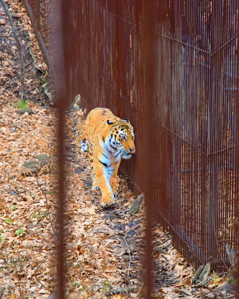 Tiger procházky podél plotu v Safari parku. Tygr amurský. — Stock fotografie