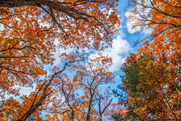 Jesień las, wszystkich liści jest malowane z złoty kolor, w połowie drogi lasu. — Zdjęcie stockowe