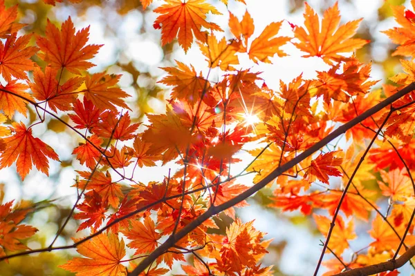Floresta de outono, toda a folhagem é pintada com cor dourada no meio da estrada da floresta . — Fotografia de Stock