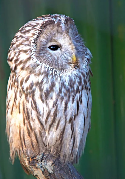 フクロウの枝に座っています。美しいフクロウ. — ストック写真