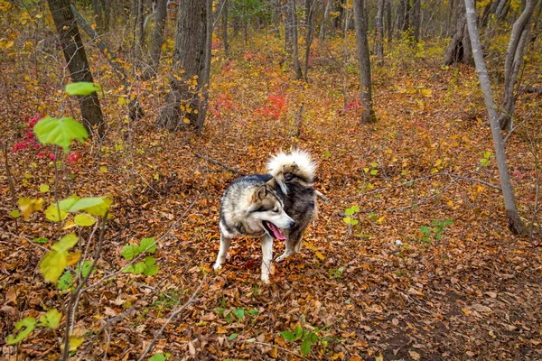 一只驯养的狼在森林里漫步, 美丽的野兽在大自然中奔跑. — 图库照片