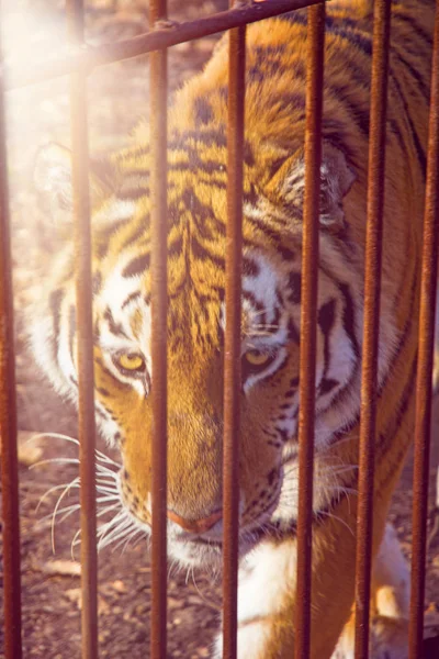 Tygrys Amur jest patrząc na nas przez bary. — Zdjęcie stockowe