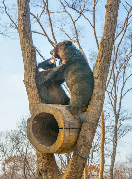 Filhotes de urso jogar em uma árvore, subiu alto nos ramos e uma mordida bonito uns aos outros . — Fotografia de Stock