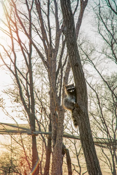 木の上を高いと見てふわふわアライグマが座っています。. — ストック写真